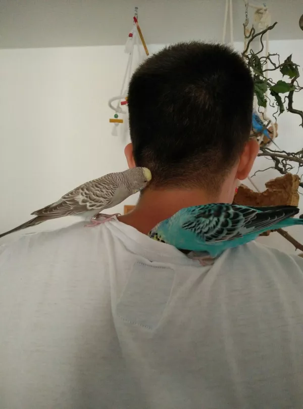 Wellensittich-Bild: ...und überprüfen mein T-Shirt. Lucy knabbert auch gerne Löcher in mein t-shirt! Und nach dem Knabbern schlafen sie gerne auf meinem Rücken ein. 