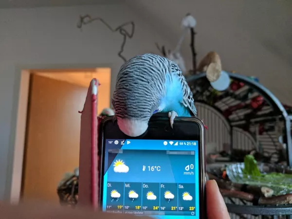 Wellensittich-Bild: Rambo überprüft den Wetterbericht. Mittlerweile kann er mit der Zunge auch Apps öffnen!