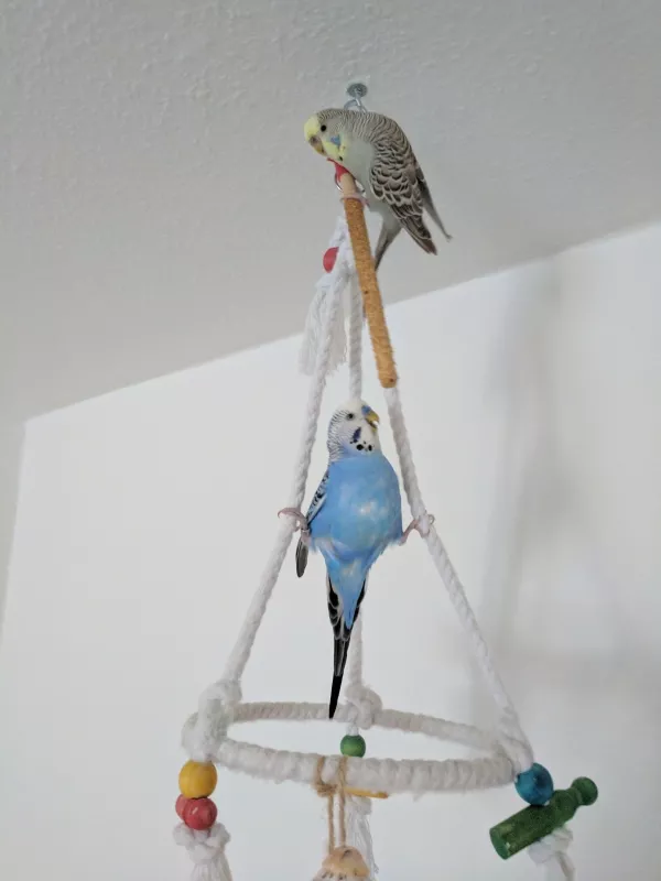 Wellensittich-Bild: Balu übt Klettern. Lucy guckt verwundert 