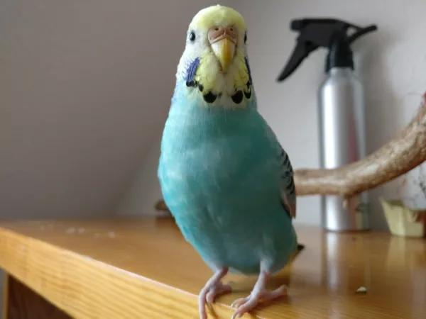 Wellensittich-Bild: Mia will in meine Kamera beissen