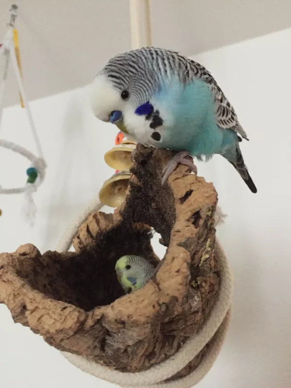 Wellensittich-Bild: Rambo und Lucy spielen in der Korkröhre und gucken skeptisch in die Kamera