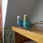 Mia und Balu spielen