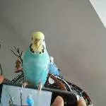 Mia sitzt gerne auf dem Handy 