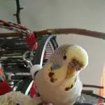 Lucy guckt neugierig in die Kamera 