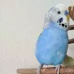 Balu ist gut gelaunt