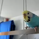 Mia sitzt auf der Lampe