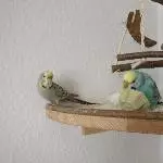 Lucy und Mia spielen