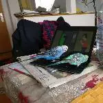 Wellensittich TV