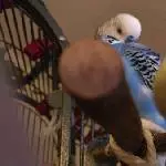 Mia und Balu