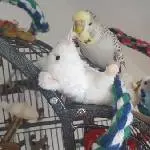 Rambo und Lucy spielen mit einem Stofftier