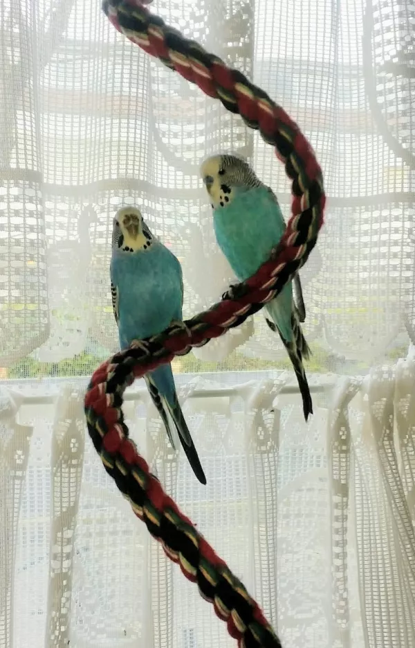 Wellensittich-Bild: Das ist einer der Lieblingsplätze von Blue und Leila, auf der Spirale kann man so schön zusammensitzen und aus dem Fenster schauen.