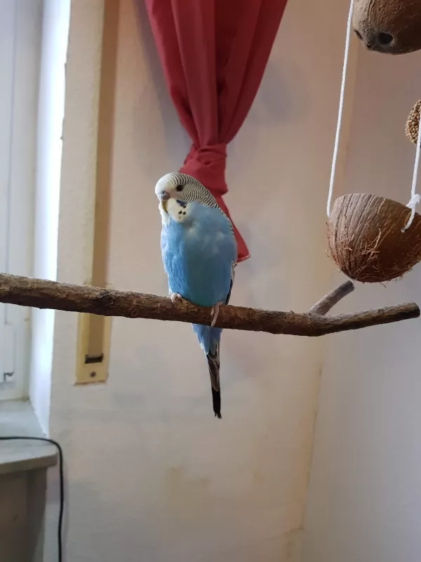 Wellensittich-Bild: Nachdem unser Nicky leider ganz plötzlich gestorben ist, haben wir für Leila einen neuen Partner geholt, sein Name ist Blue