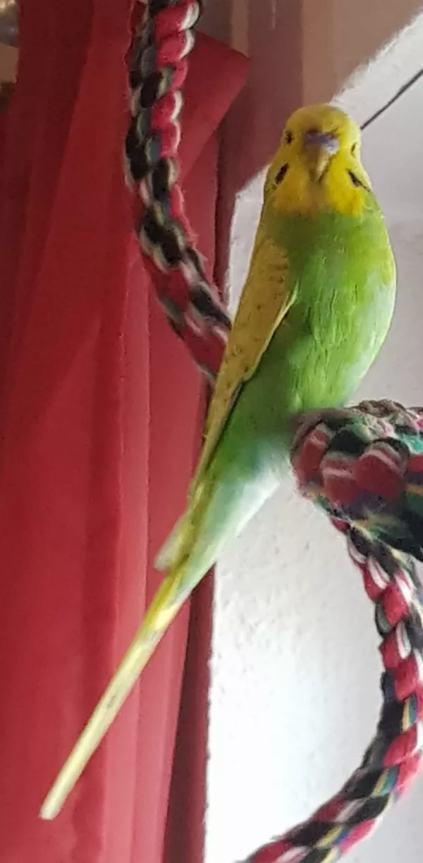 Wellensittich-Bild: Das ist Carlos, der neue Partner von Leila