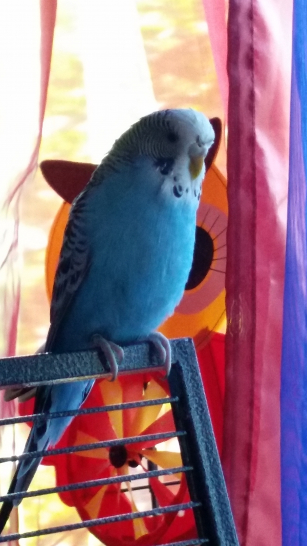Lucy