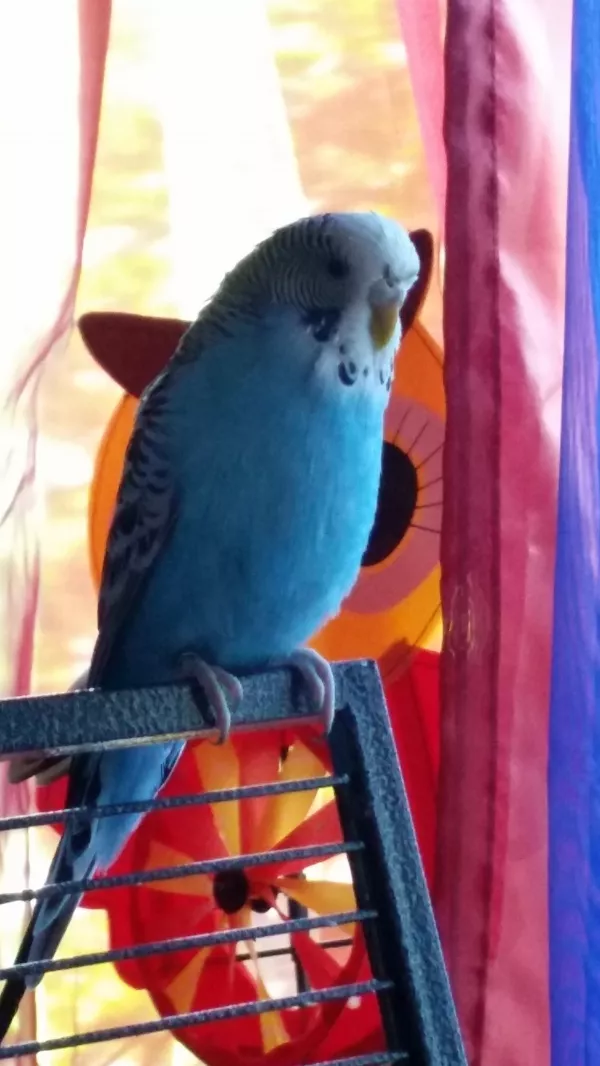 Wellensittich-Bild: Das ist Lucy auf ihrem Lieblingsplatz