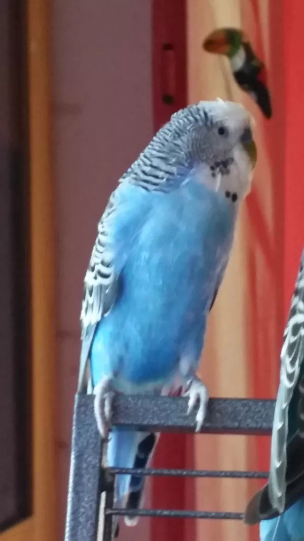 Wellensittich-Bild: Nicky hat alles im Griff