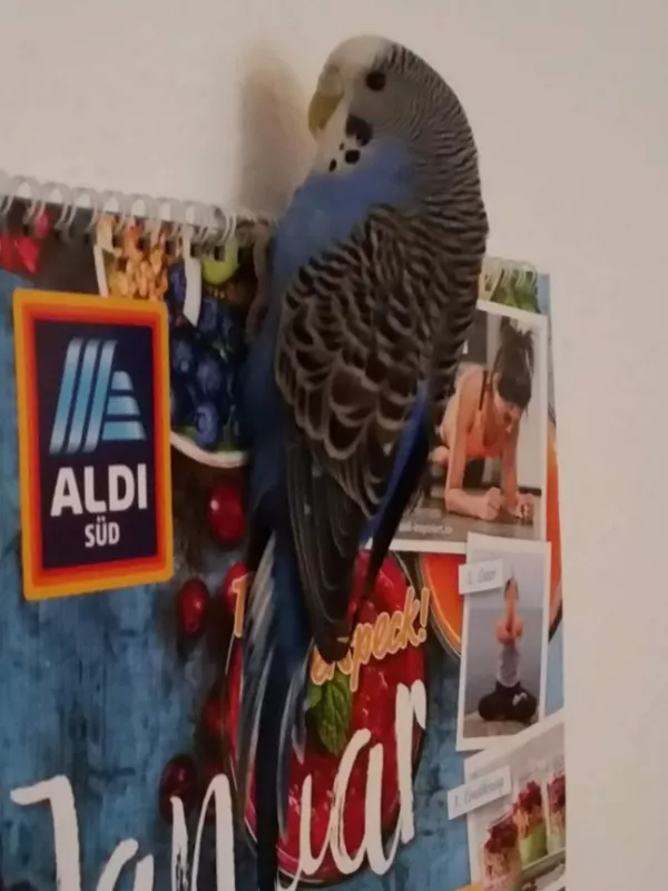 Wellensittich-Bild: Leila macht Werbung