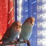 Nicky und Lucy 