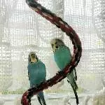 Blue und Leila