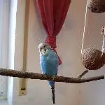 Blues Ankunft