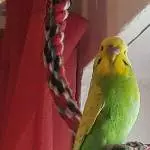 Carlos, der neue Partner von Leila
