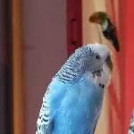 Nicky auf seinem Lieblingsplatz