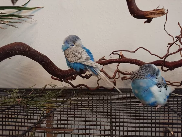 Wellensittich-Bild: Meine kürzlich verstorbene Ella (links) und ihr Partner Cumulus (rechts)