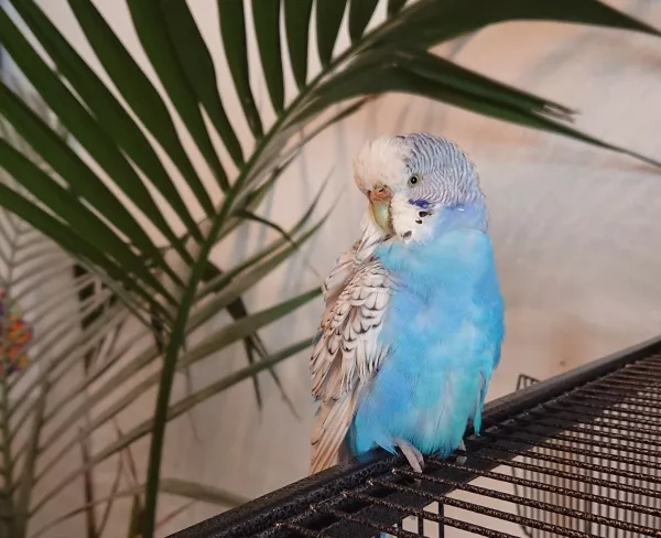 Wellensittich-Bild: Ella, eine Schönheit in blau