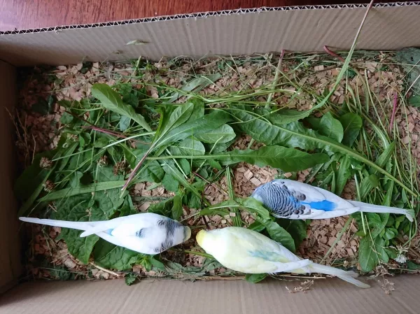 Wellensittich-Bild: Drei Wellis auf Futtersuche