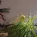 Kea