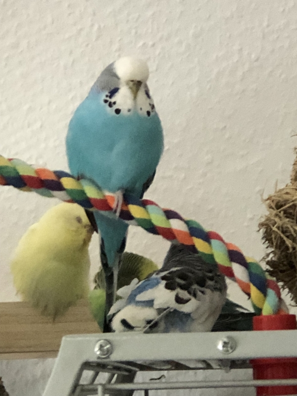 Coco