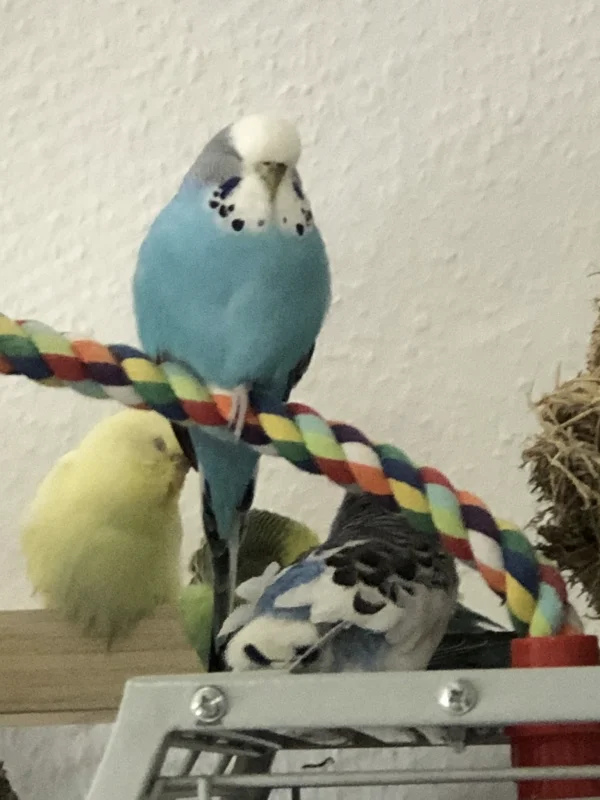 Wellensittich-Bild: Coco hat sich schon gut eingelebt. 