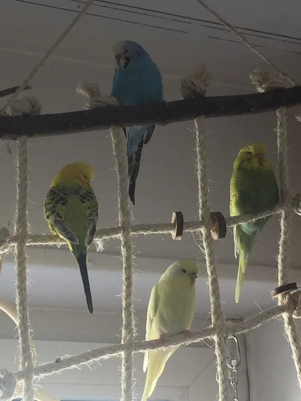 Wellensittich-Bild: Sunny möchte nicht fotografiert werden und zeigt nur seine hübsche Rückansicht. 
Egal, er ist auf dem Foto- ob er mag oder nicht ;-)