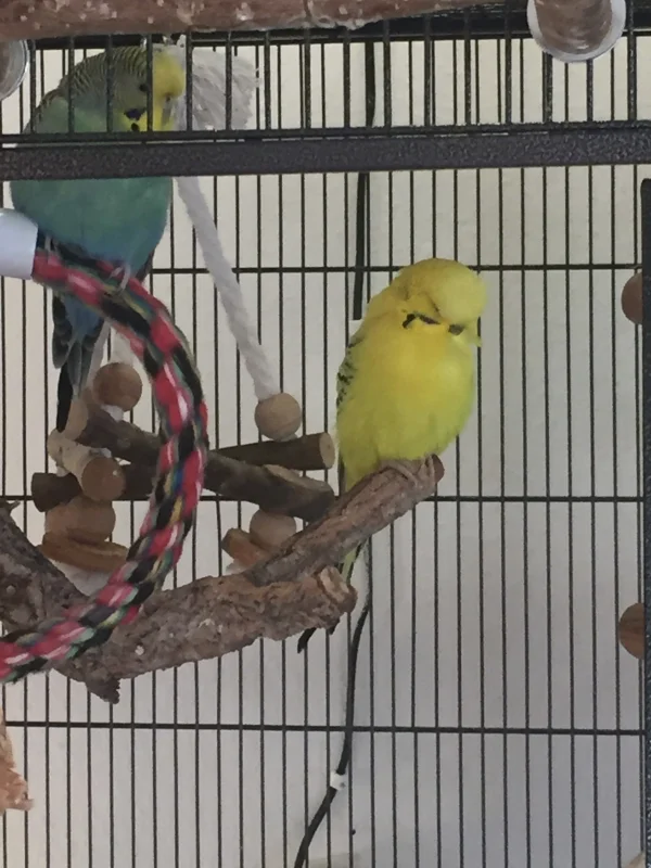 Wellensittich-Bild: Inge und Sunny machen eine Pause 