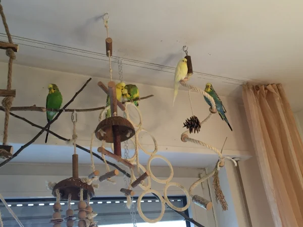 Wellensittich-Bild: Meine 5er Bande- ausnahmsweise mal alle auf einem Bild.-)