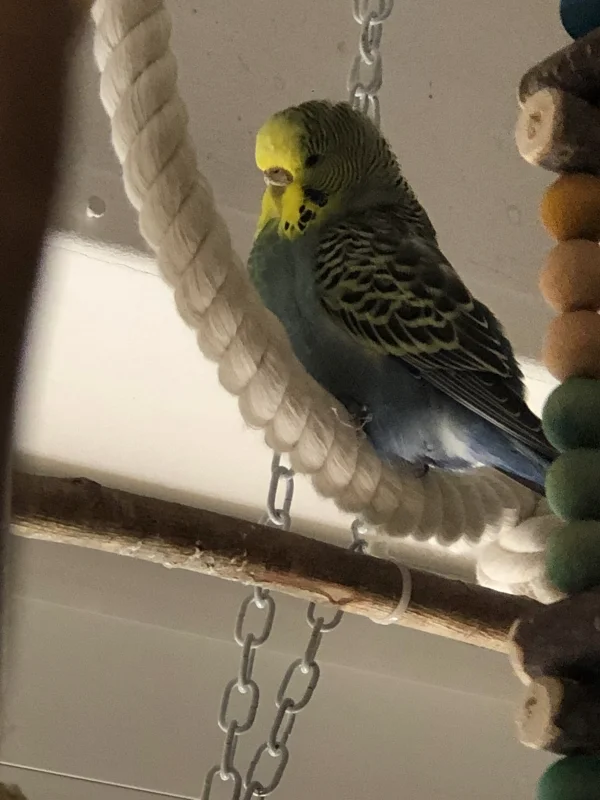 Wellensittich-Bild: Das kleine Mädel guckt hier ganz keck in die Linse. Vielleicht wollte sie auch mal so lässig sein, wie sie das bei den anderen sieht :-)