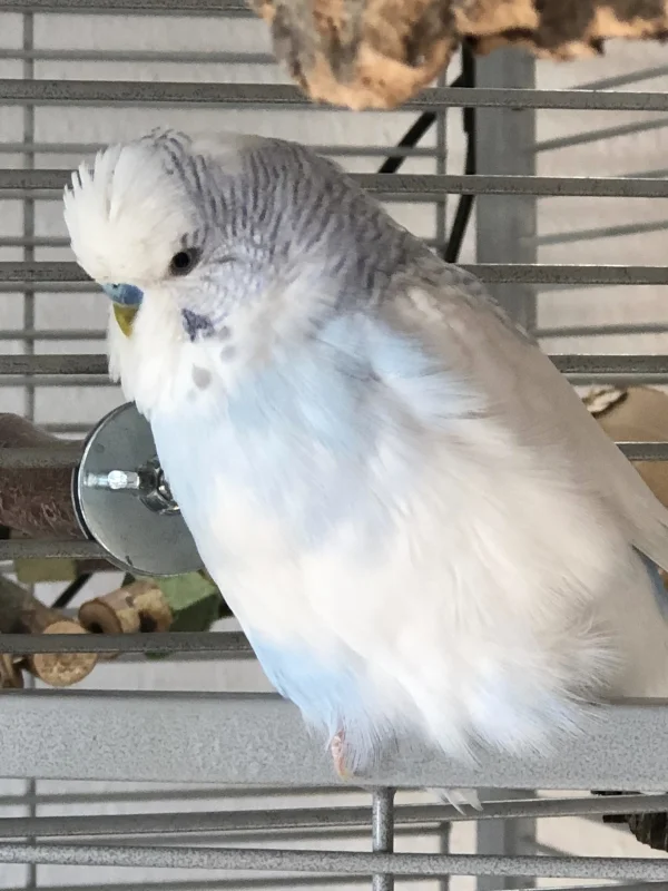 Wellensittich-Bild: Er ist einfach ein kleines Flauschbällchen, der kleine Kerl. Ich kann ihn nicht oft genug zeigen. Und er hat immer etwas zu erzählen. Wenn nicht mir oder Henriette, dann eben seiner Lieblingsschraube, Frau Schreck ;-) 
