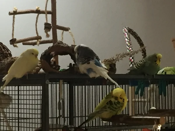 Wellensittich-Bild: Hier wird erstmal ne Pause gemacht. Von links Flocke, Anton , Sonny und Inge