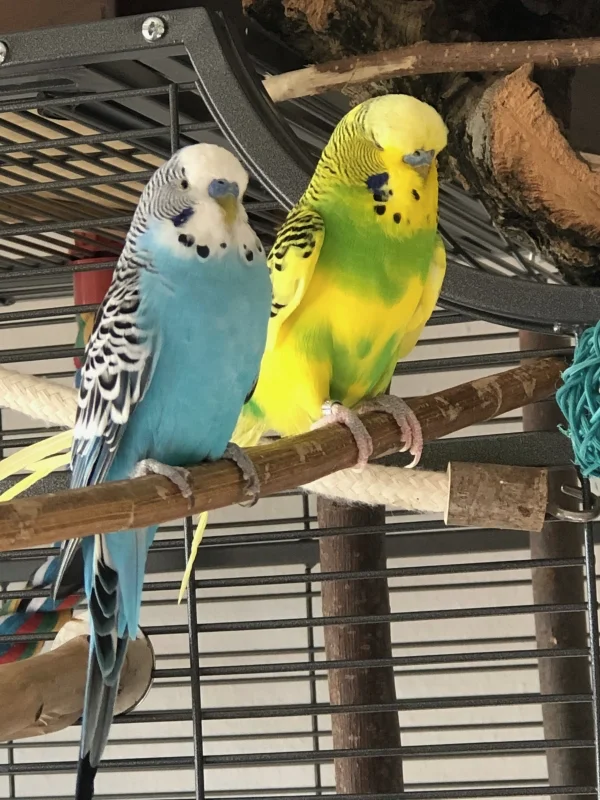 Wellensittich-Bild: Die beiden Männer machen gerne zusammen Pause. Das ist entspannter, als mit den Damen, wo man ständig beweisen muss was für ein toller Kerl man ist  ;-).   Michi und sein kleiner Freund Krümmel <3