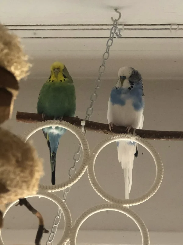 Wellensittich-Bild: Haben ihr Königreich voll im Blick! Alle Untergebenen sind in Sichtweite und tun nichts, was sie nicht auch tun würden. Insofern - alles Paletti :-)
