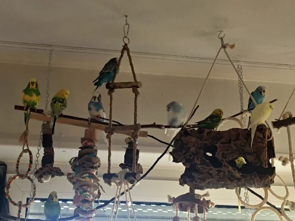 Wellensittich-Bild: Das ist fast schon ein Wimmelbild :-) 
Man muss genau hin schauen um alle 10 Flauschpopos zu finden. 