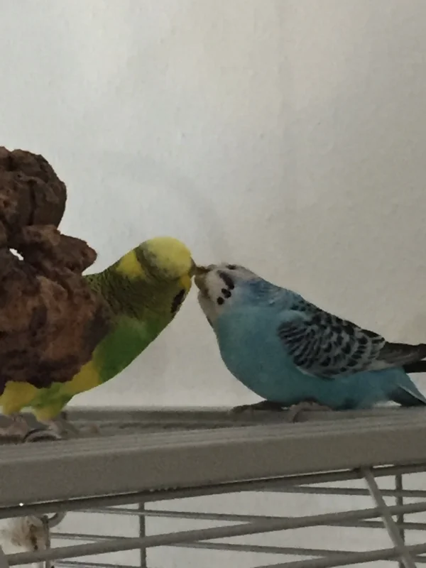 Wellensittich-Bild: Hinter der Röhre knutscht Michi ganz wild mit seiner Henriette. Wenn er meint, dabei sieht ihn niemand- falsch gedacht   ;-)