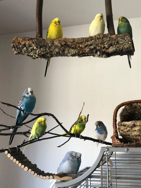 Wellensittich-Bild: zumindest ein Teil der Mannemer Crew hält mal ein paar Minuten inne, bevor wieder weiter getobt wird :-)