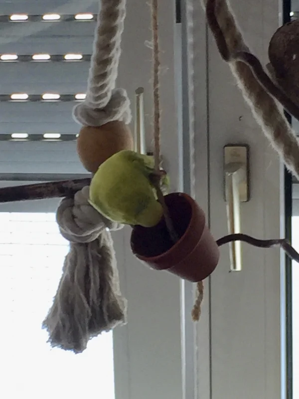 Wellensittich-Bild: Dori begutachtet ganz neugierig das hängende Teil. Ihrer Meinung nach MUSS da doch etwas drin sein! Warum sollte es sonst da rum hängen?!