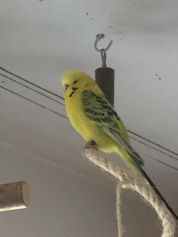 Wellensittich-Bild: Mein Sonnenschein Sunny. Er ist immer gut drauf. Bestimmt, weil er sich ab und an mal ein Päuschen gönnt!
