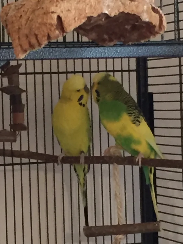 Wellensittich-Bild: Sonny und Michi beim schmusen. Schnabel an Schnabel ,-)