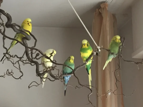 Wellensittich-Bild: Jaaaa, wir können auch friedlich beieinander sitzen ;-) Nach ausführlichem Spielen und Toben muss man ja auch mal ausruhen und der Felo beim Putzen zu schauen - das entspannt ungemein :-)