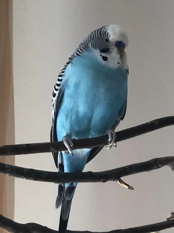 Wellensittich-Bild: und macht erstmal ein kleines Nickerchen und die Zeit zu überbrücken. Hier fallen ihm gleich die Äugeln zu - müder Schatz!