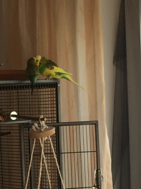 Wellensittich-Bild: Giacomo und Michi tauschen sich über die Damenwelt aus :-)