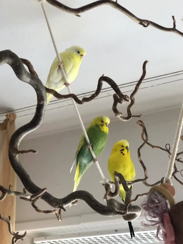 Wellensittich-Bild: Hier sind meine Süßen beim Sitzstreik zu sehen: Flocke daneben Dori und ganz rechts Sunny   :-)  Es wird kritisch beobachtet, was die FeLo beim Zimmerservice alles verändert. 